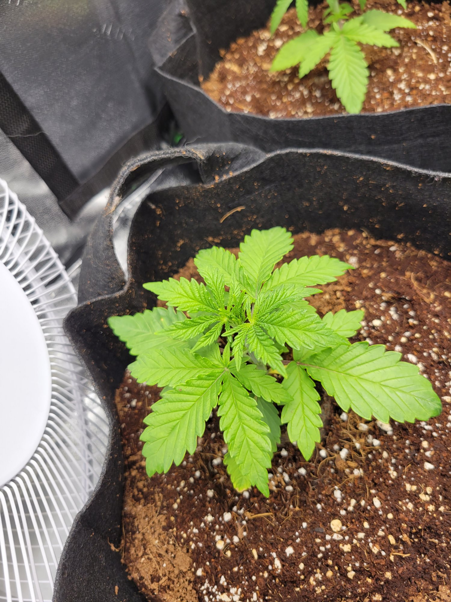 New grow questions for the knowledgeable 10