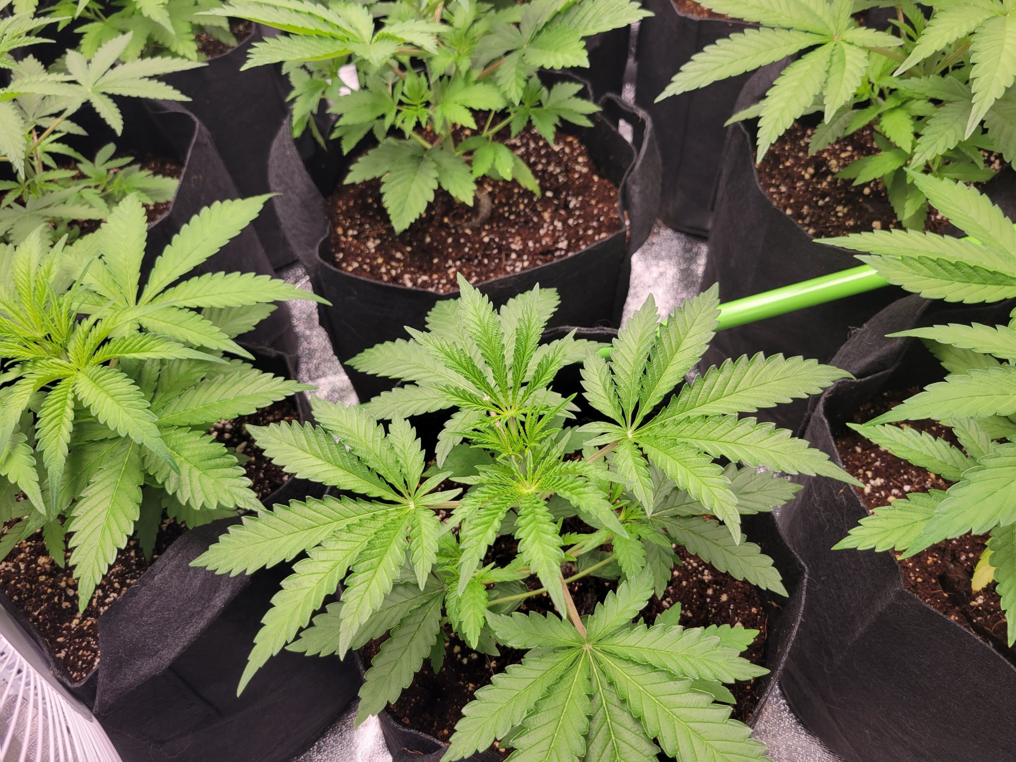 New grow questions for the knowledgeable 13