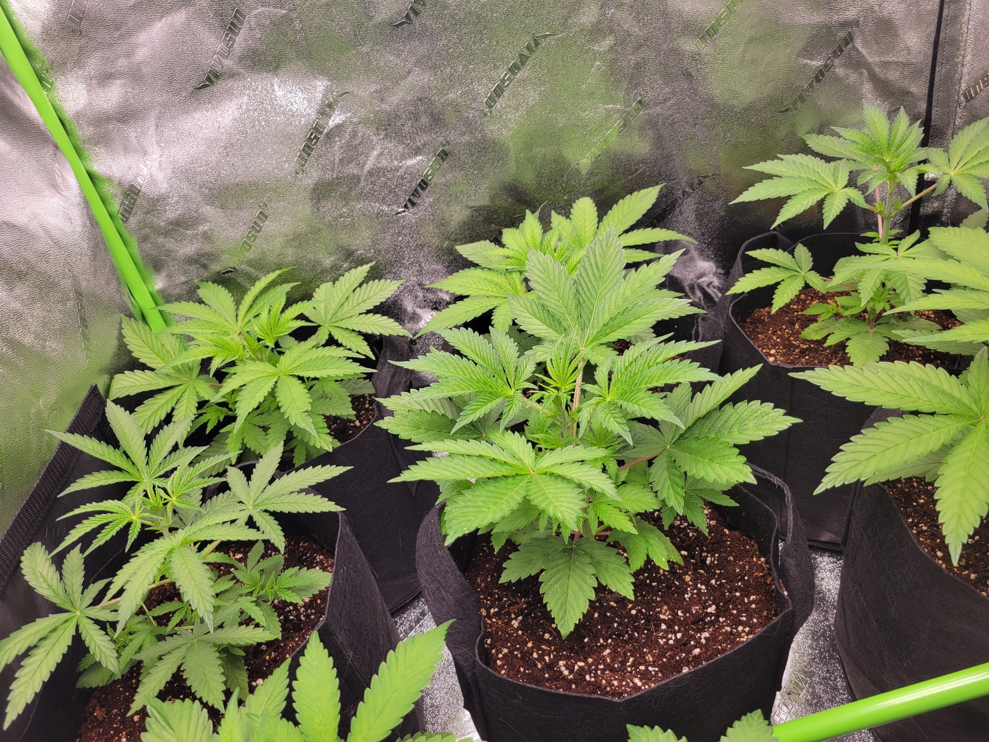 New grow questions for the knowledgeable 14