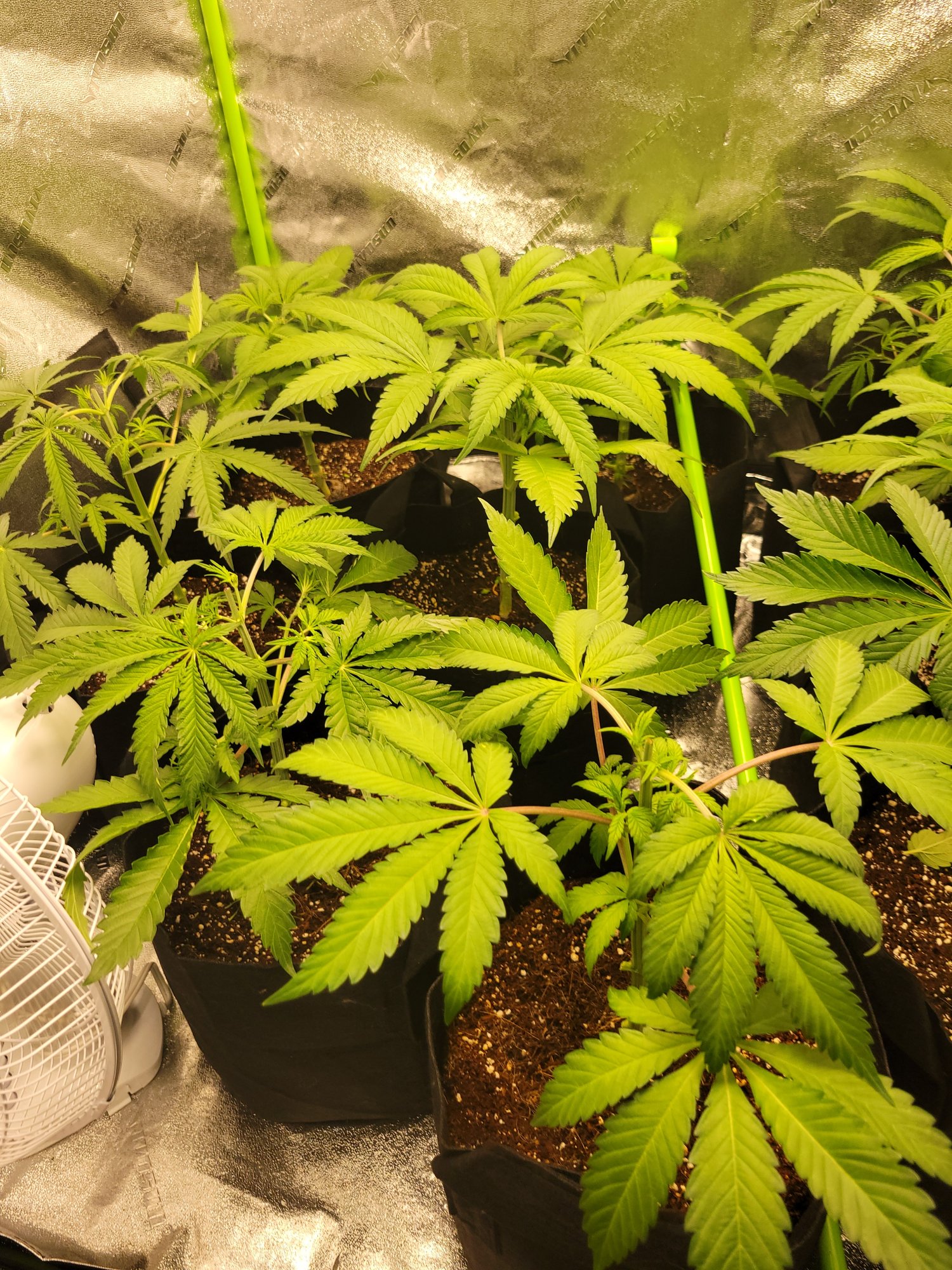 New grow questions for the knowledgeable 18