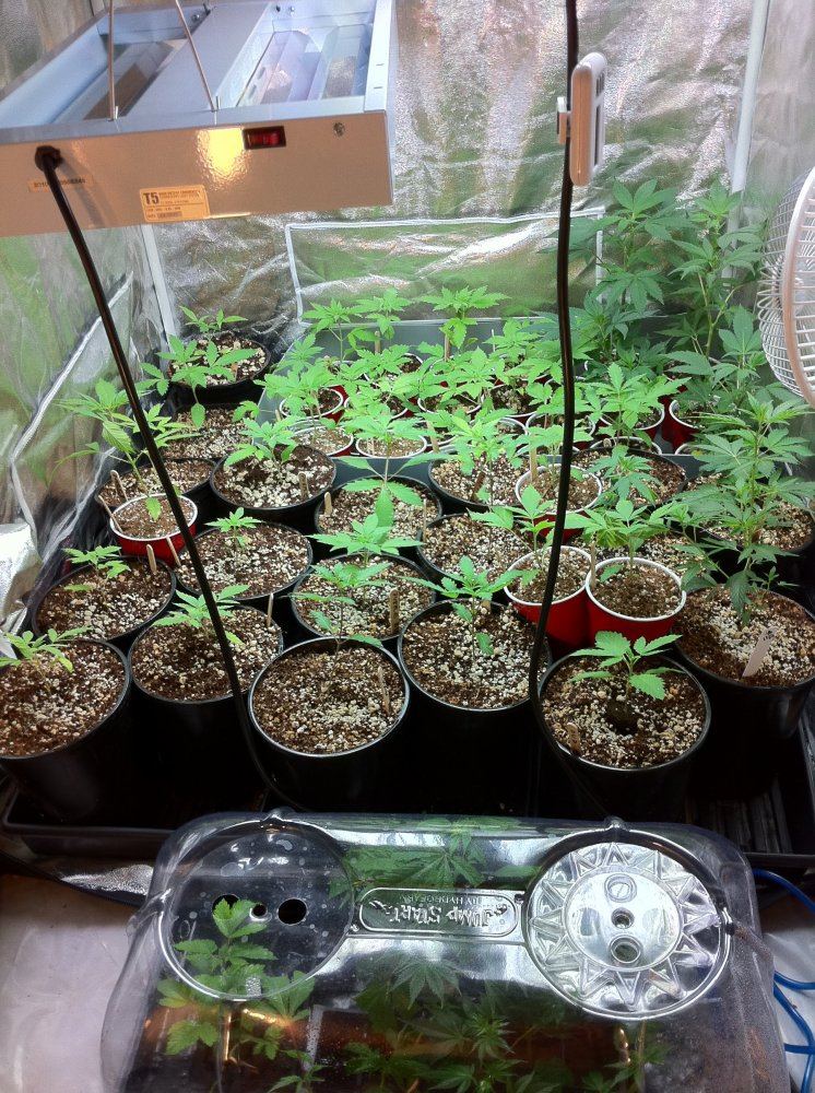 New grow room