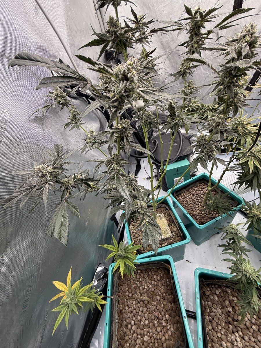 New grow tent advise please 10