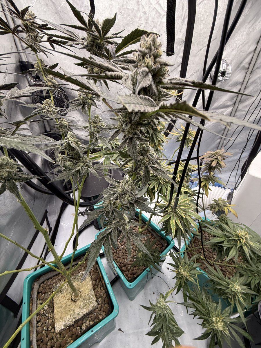 New grow tent advise please 11