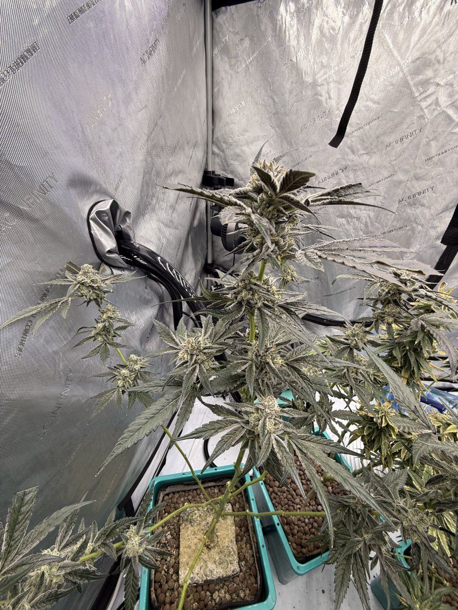 New grow tent advise please 12