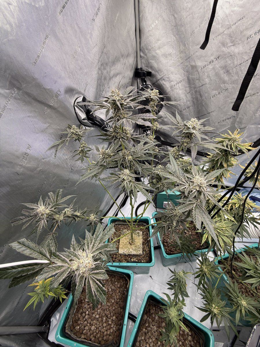 New grow tent advise please 13