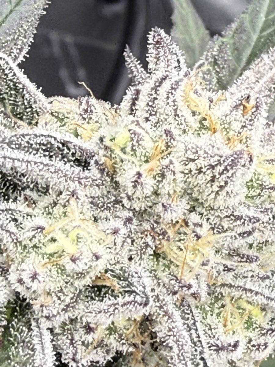 New grow tent advise please 14