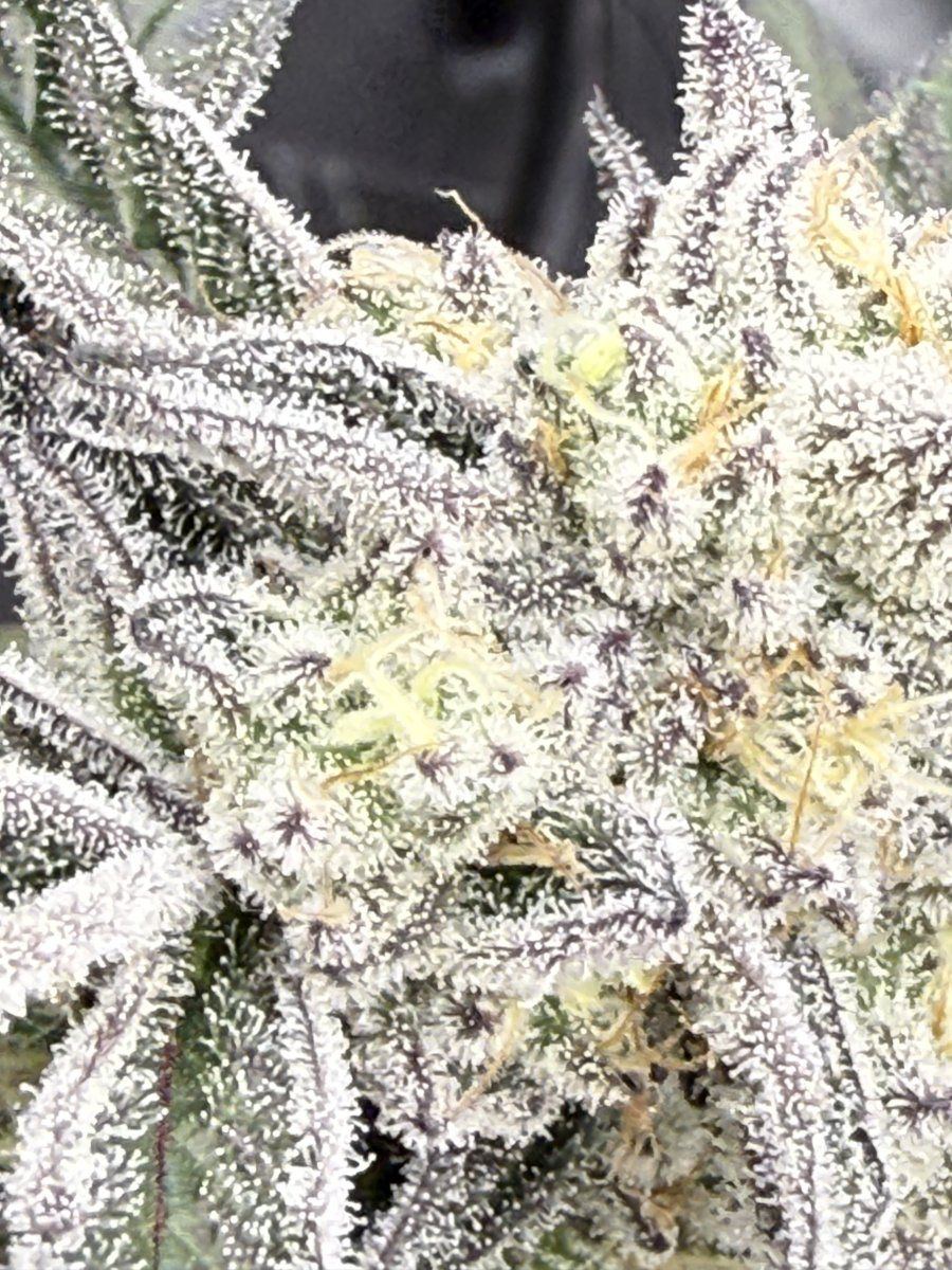 New grow tent advise please 15