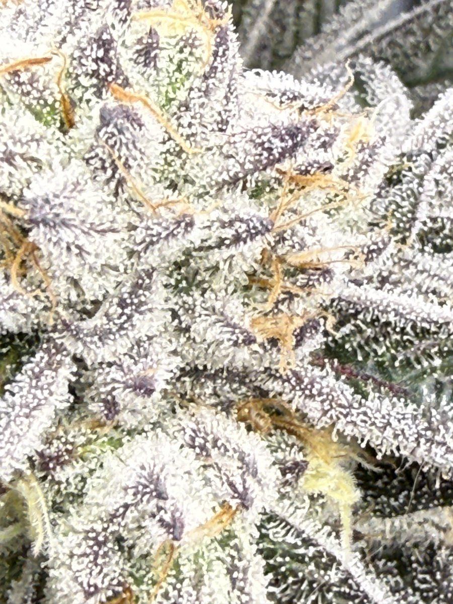 New grow tent advise please 16