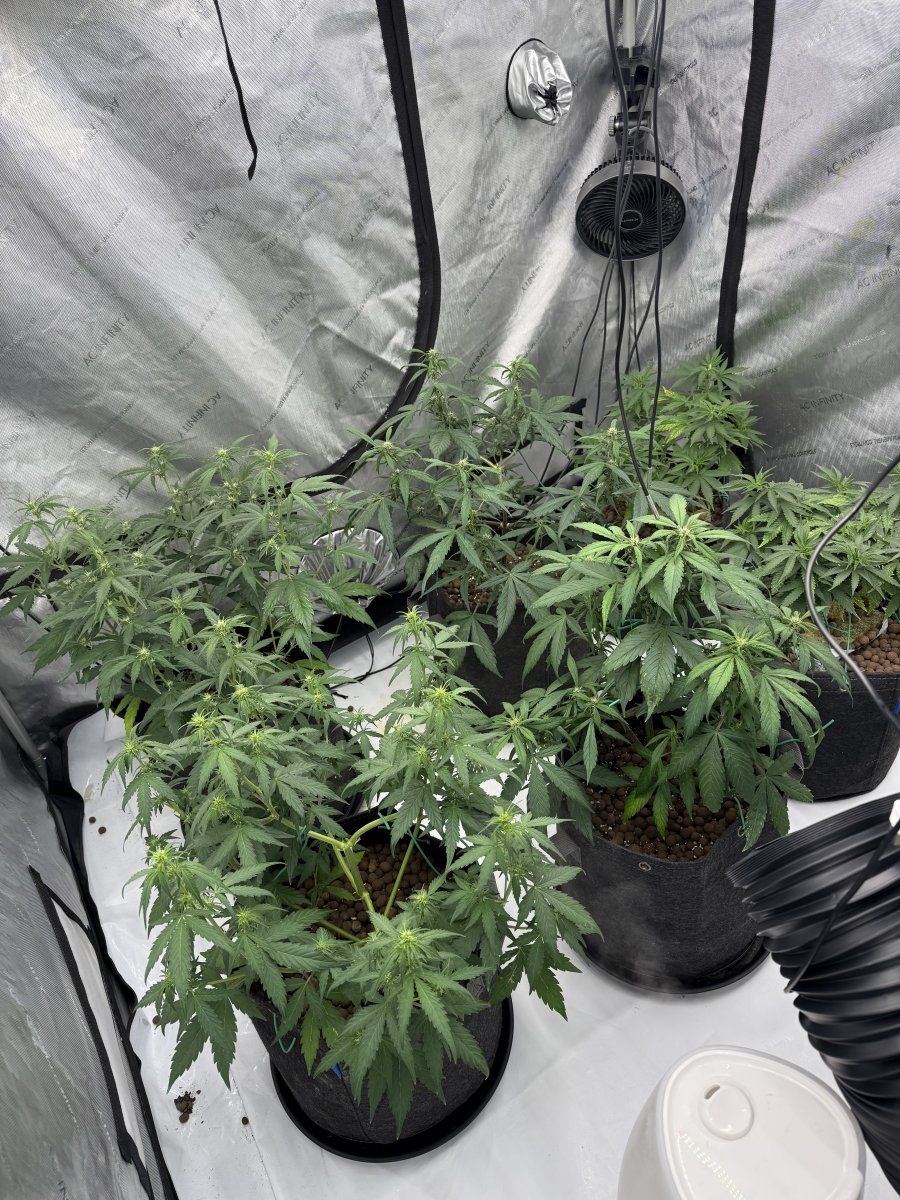 New grow tent advise please 3