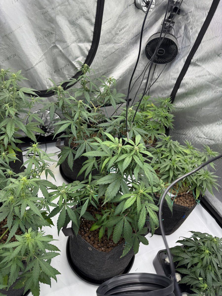 New grow tent advise please 4
