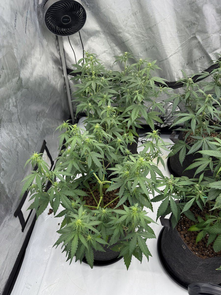 New grow tent advise please 5