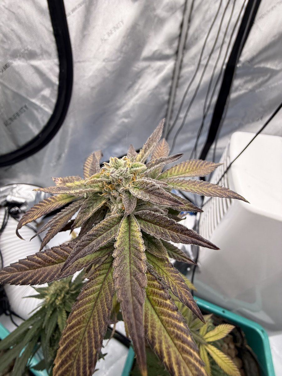 New grow tent advise please 6