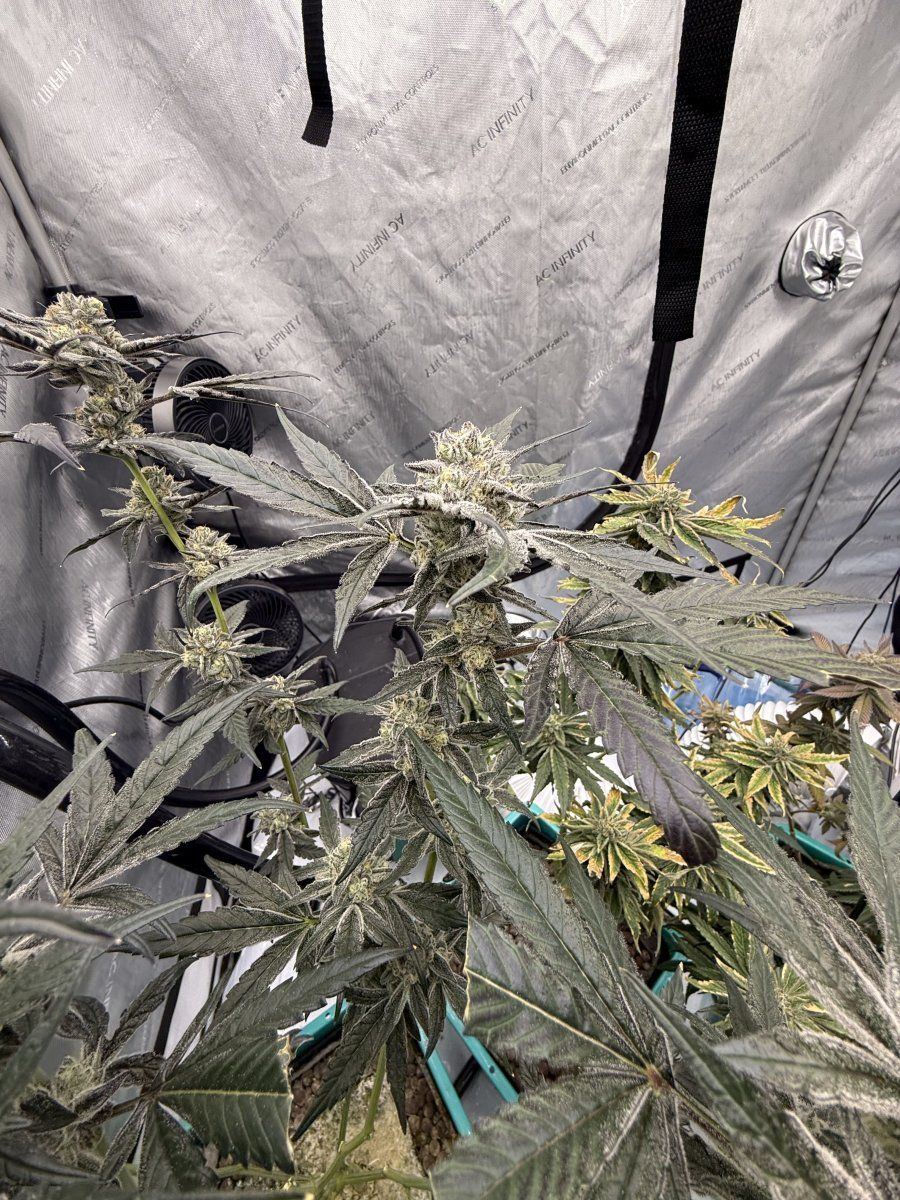 New grow tent advise please 7