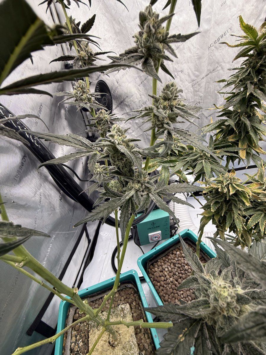 New grow tent advise please 8