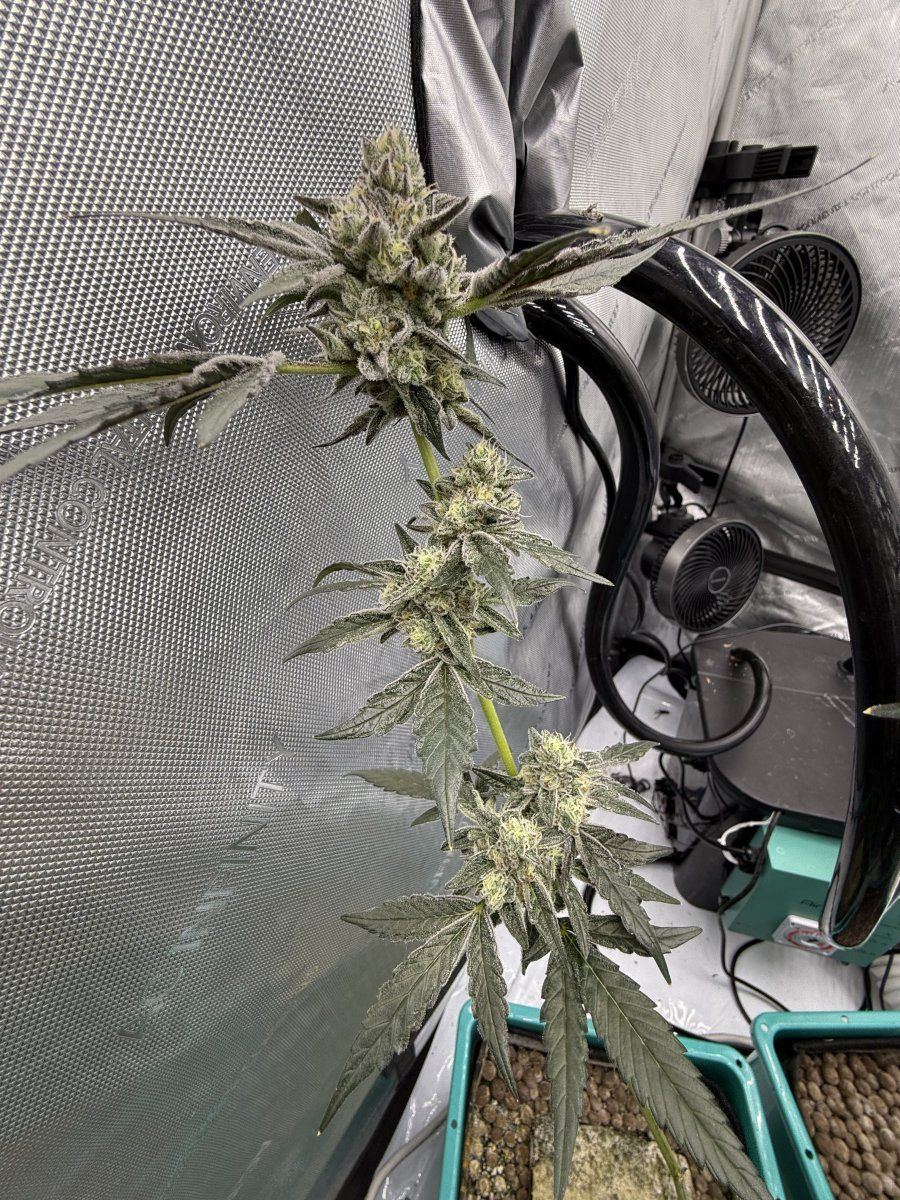 New grow tent advise please 9