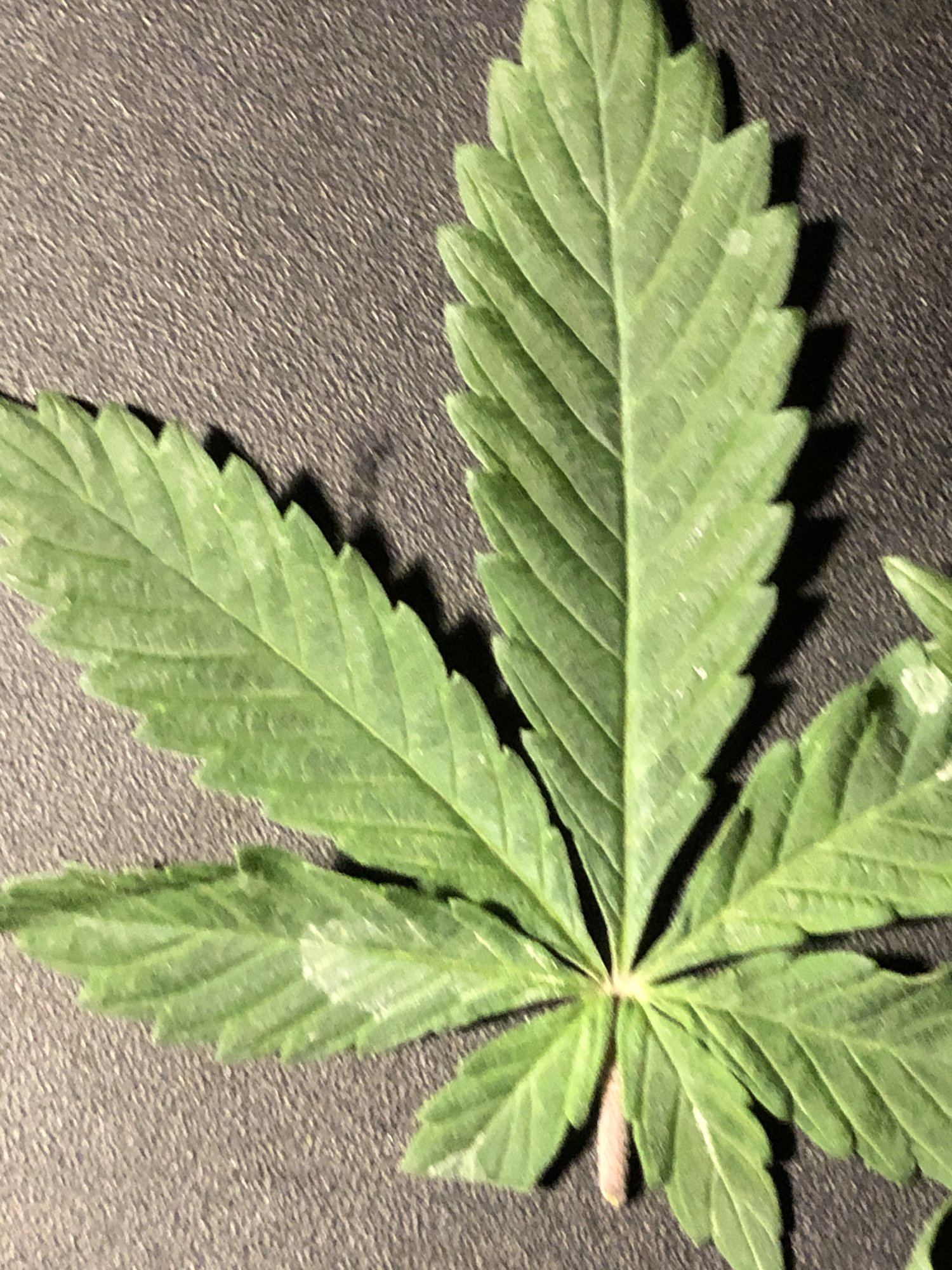 New grower 2