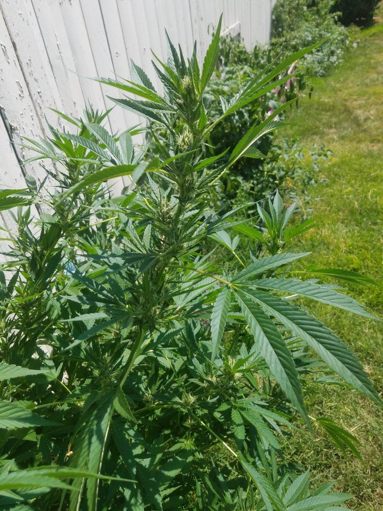 New grower 2