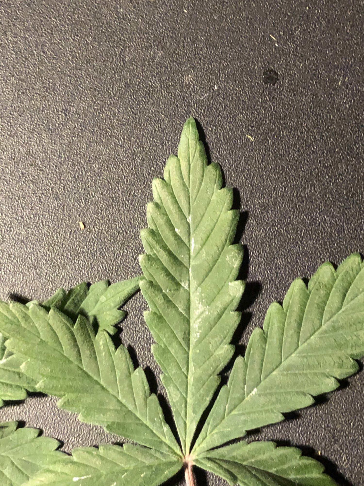 New grower 3
