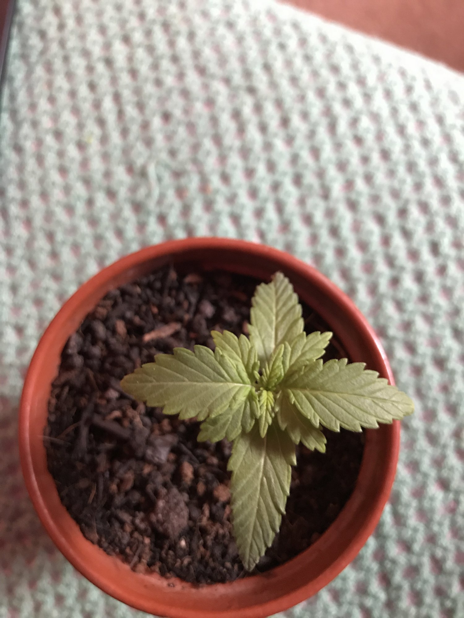 New grower , 3 weeks old - THCFarmer