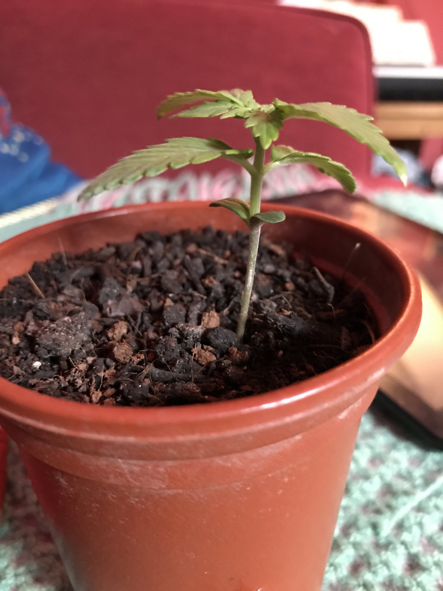 New grower , 3 weeks old - THCFarmer