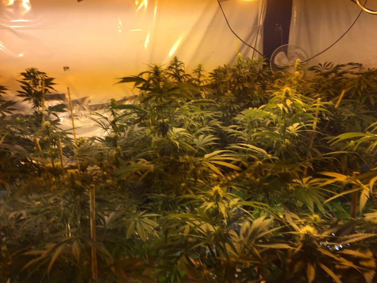 New grower blue dream from humbolts 2