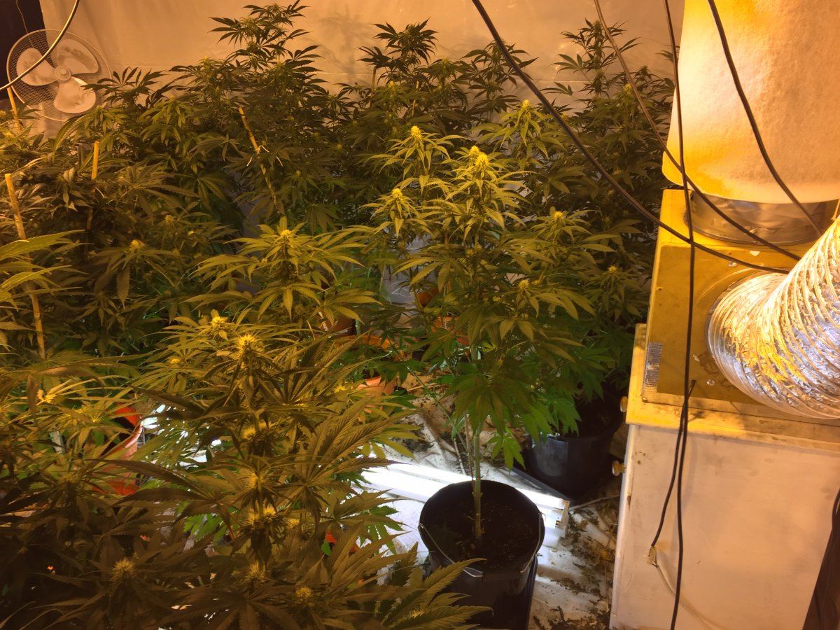 New grower blue dream from humbolts