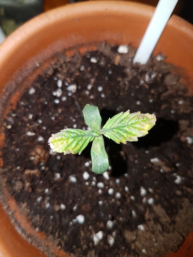 New grower cannabis seedling issue 2