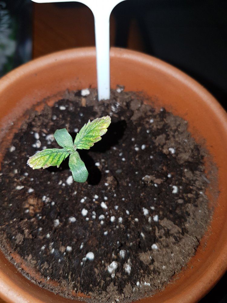 New grower cannabis seedling issue
