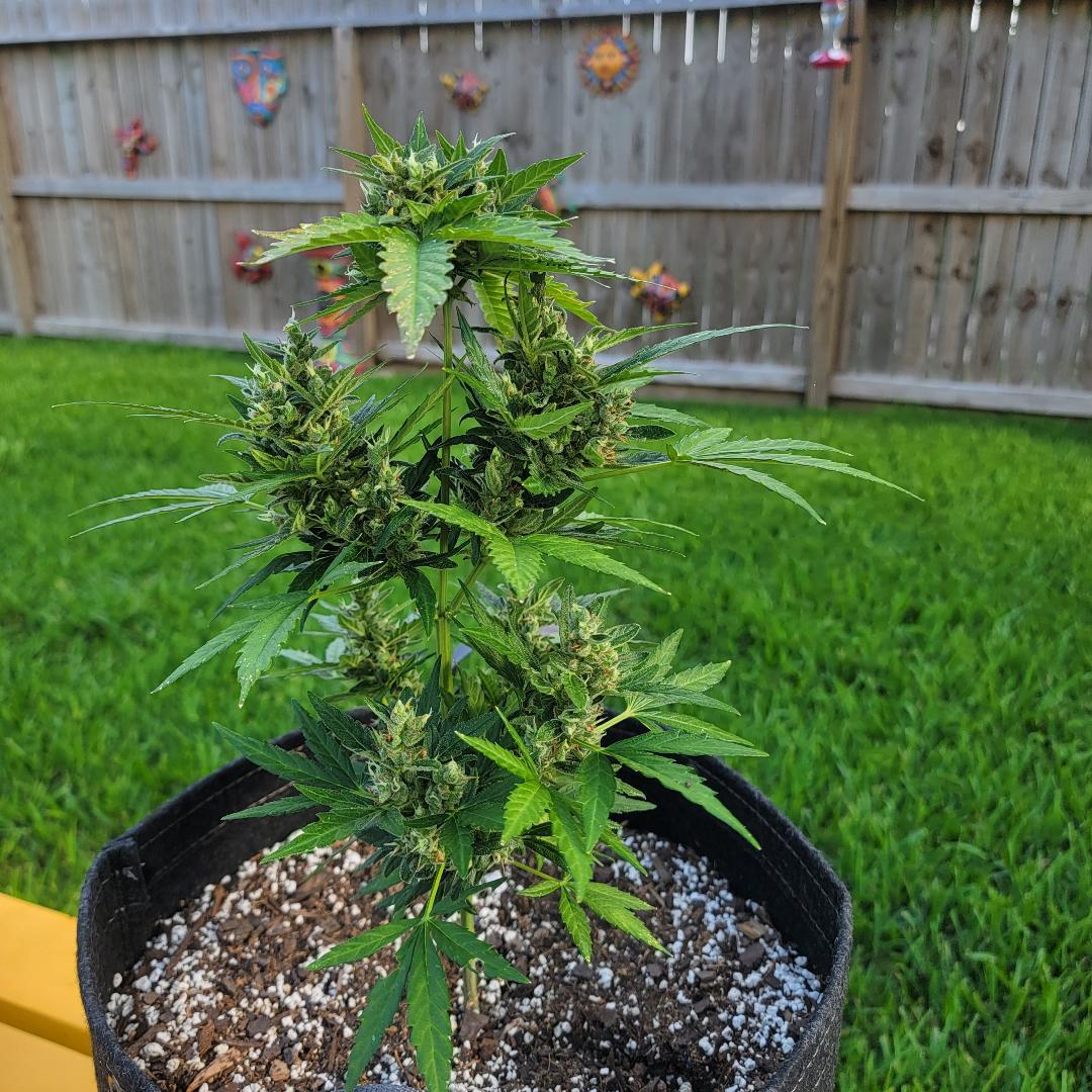 New grower   confused by results 2