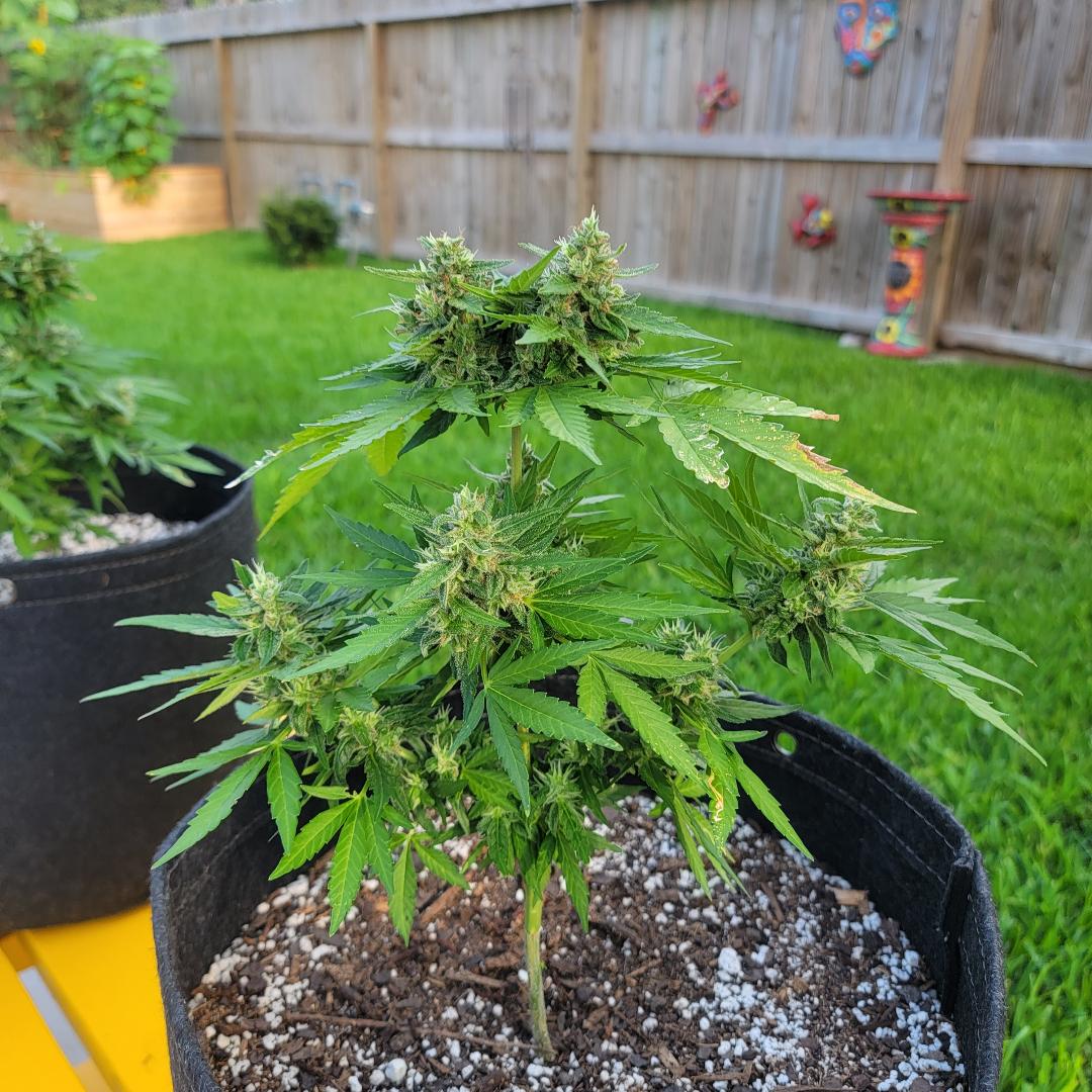 New grower   confused by results 3