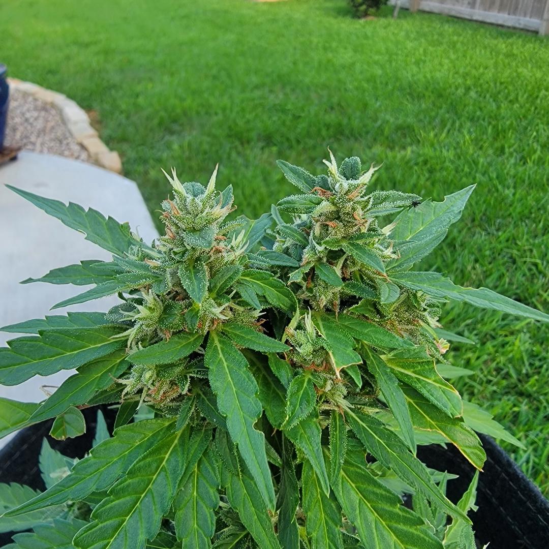 New grower   confused by results 4