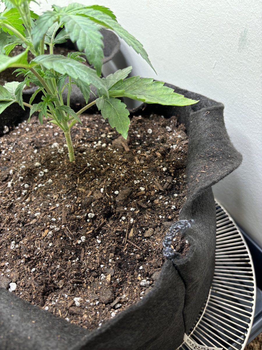 New grower does this look problematic 3