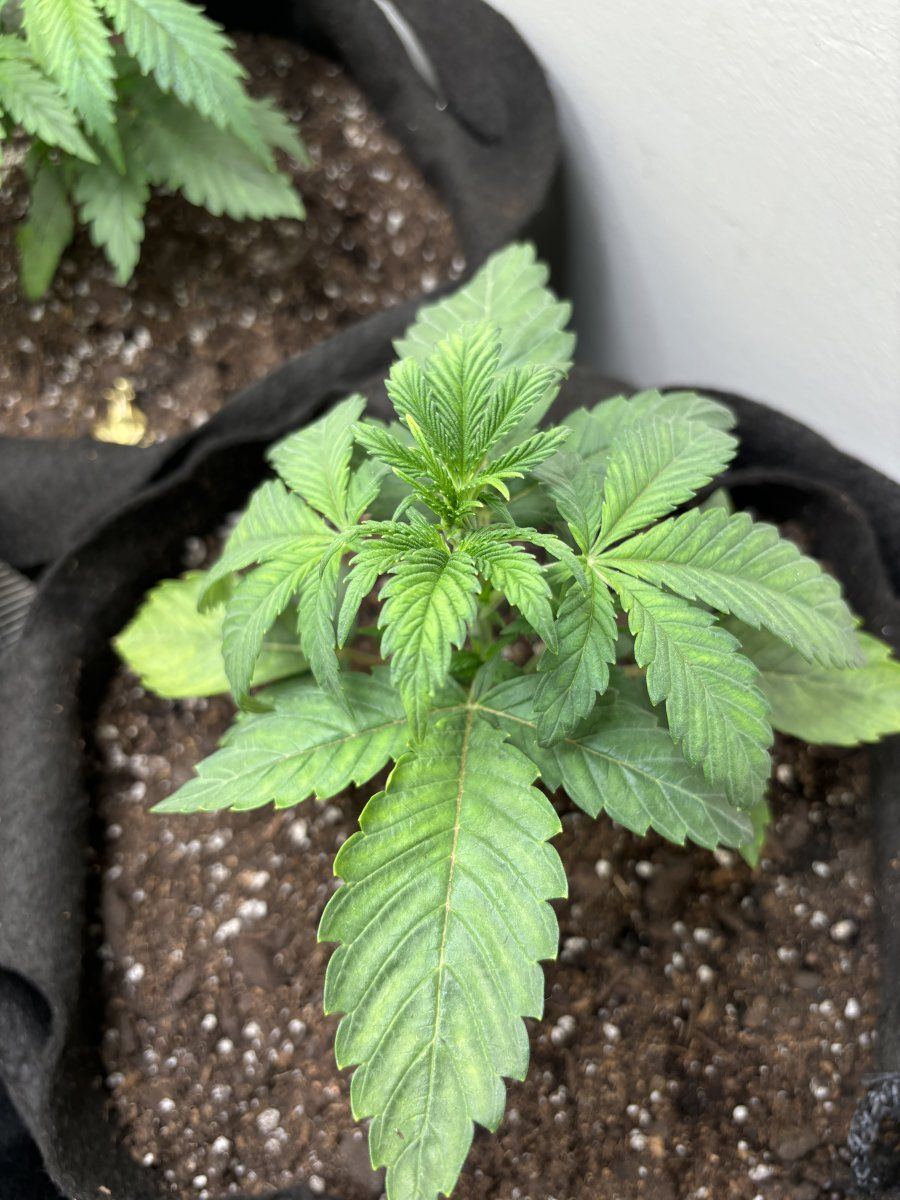 New grower does this look problematic 4