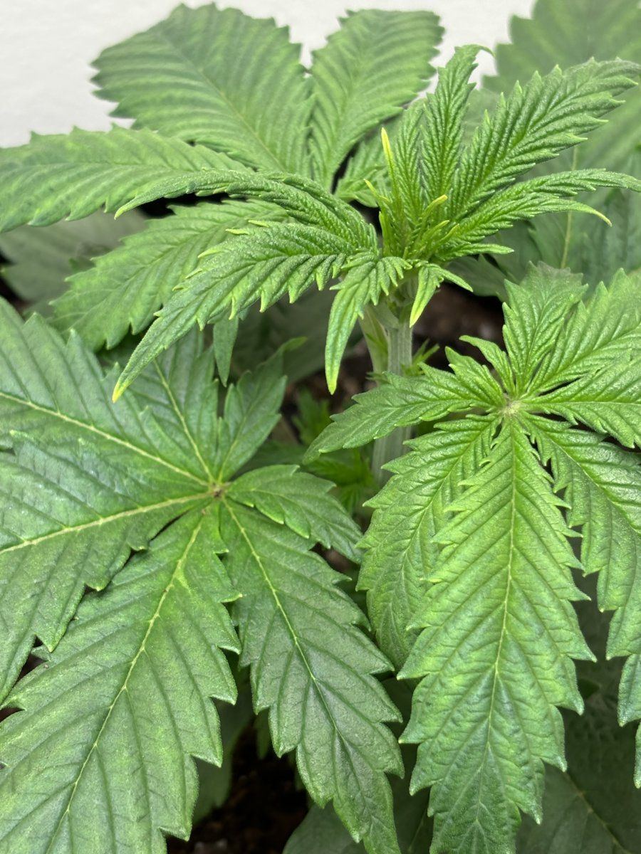 New grower does this look problematic 5