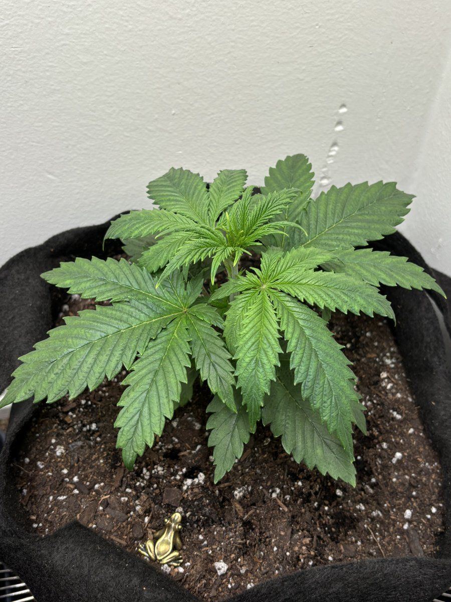 New grower does this look problematic 6