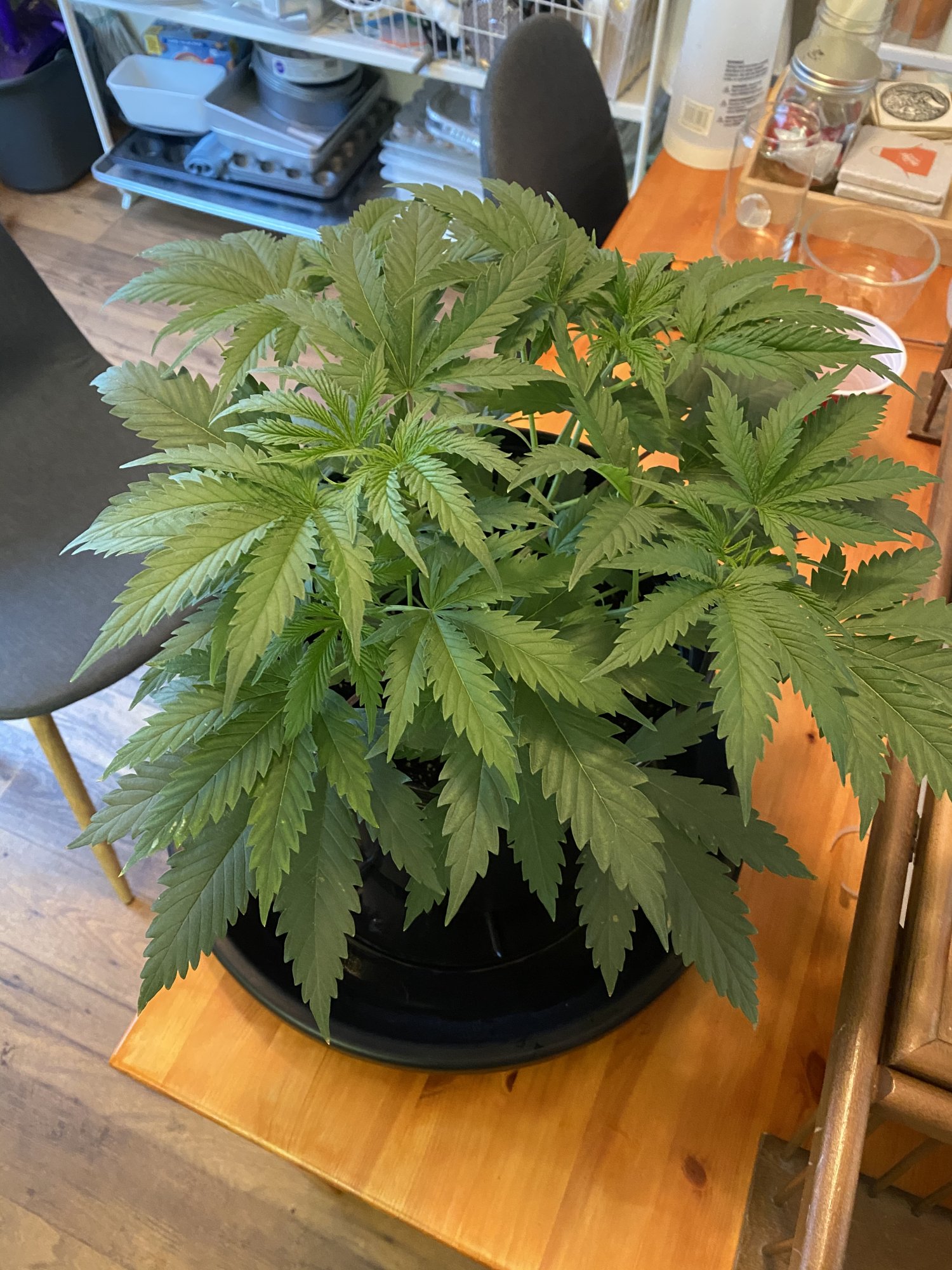 New grower   first grow update 2