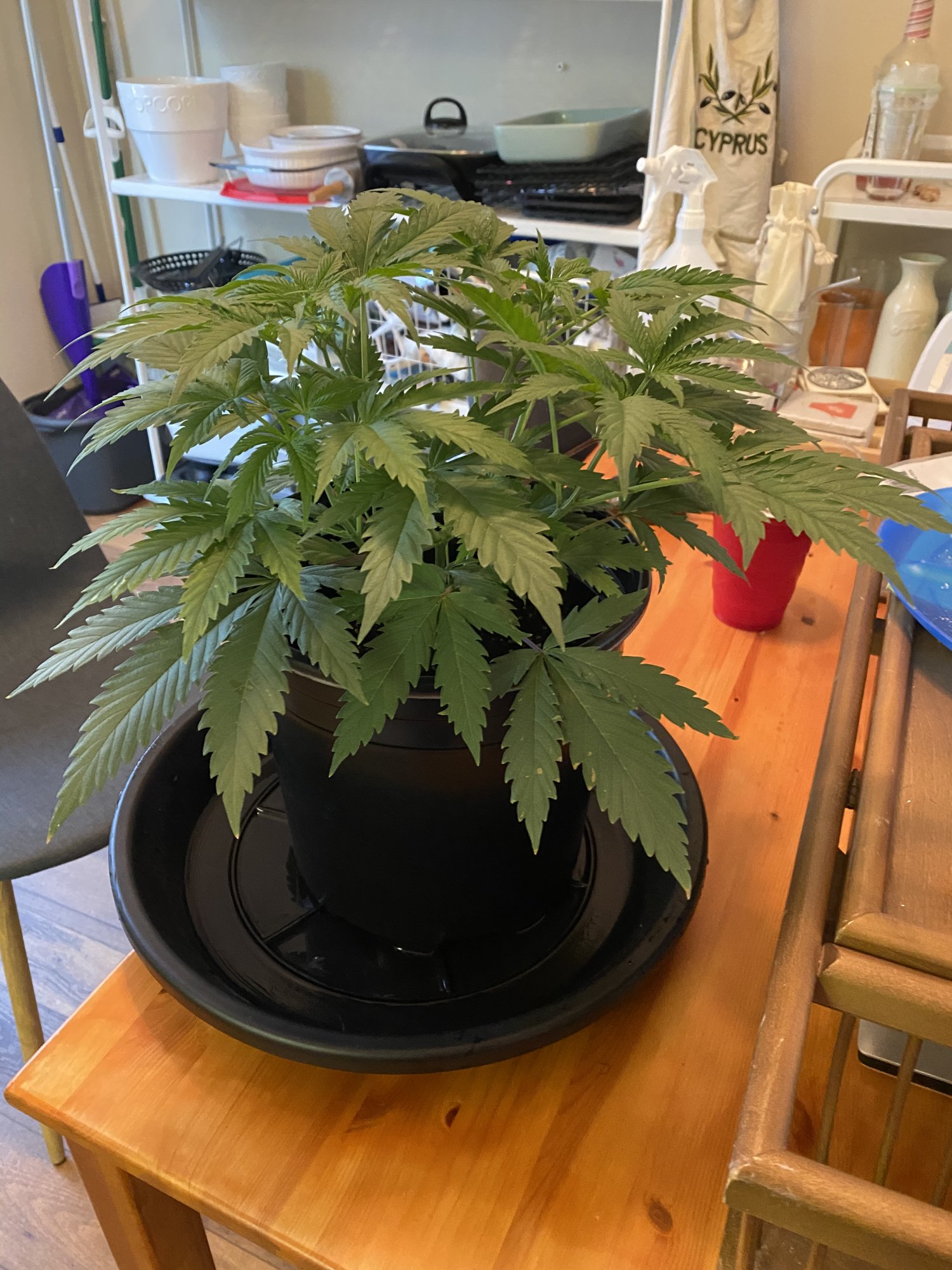 New grower   first grow update 3