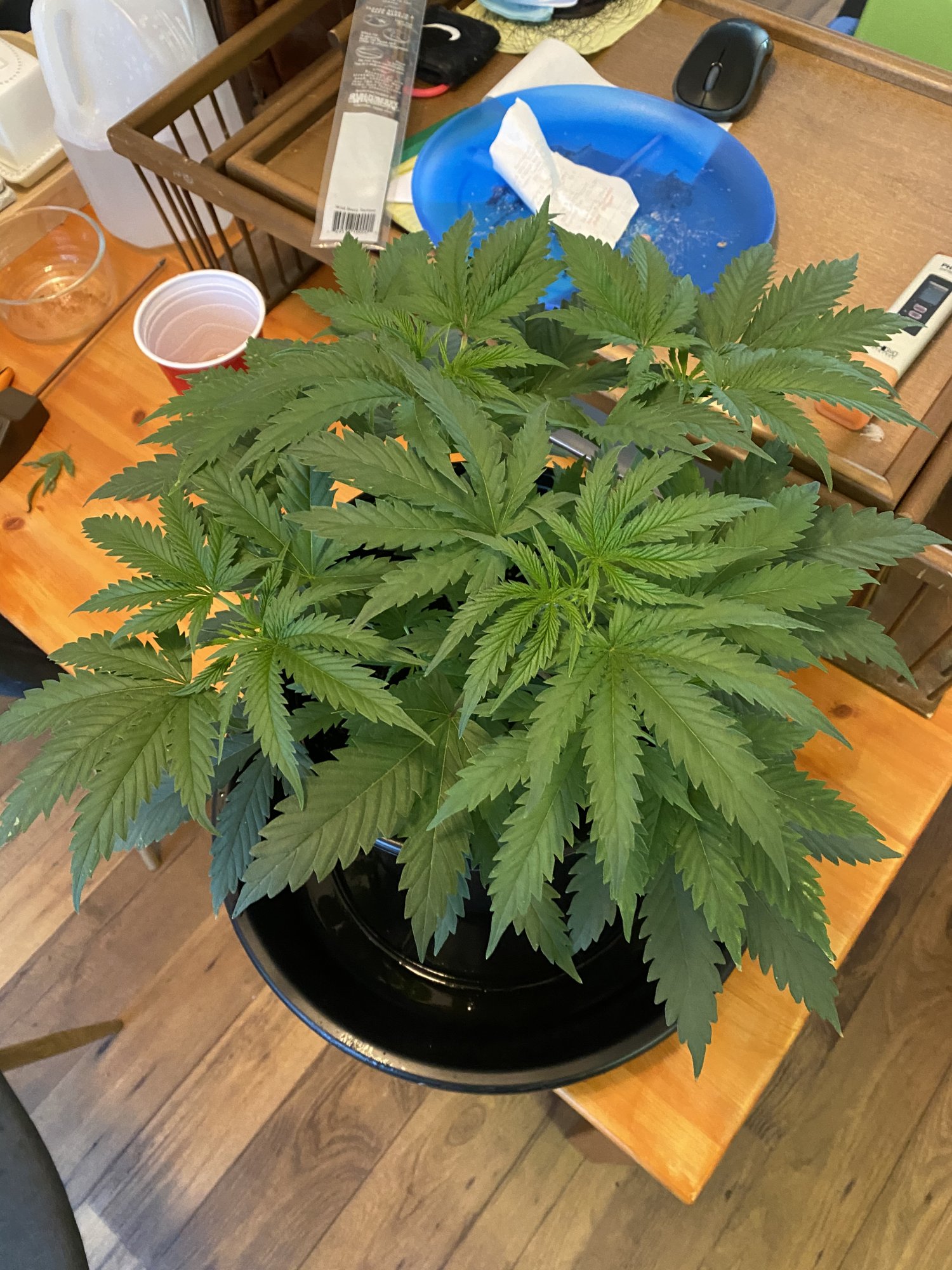 New grower   first grow update 4