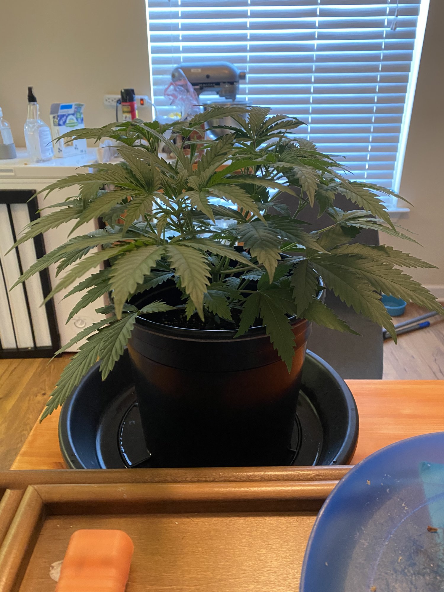 New grower   first grow update 5