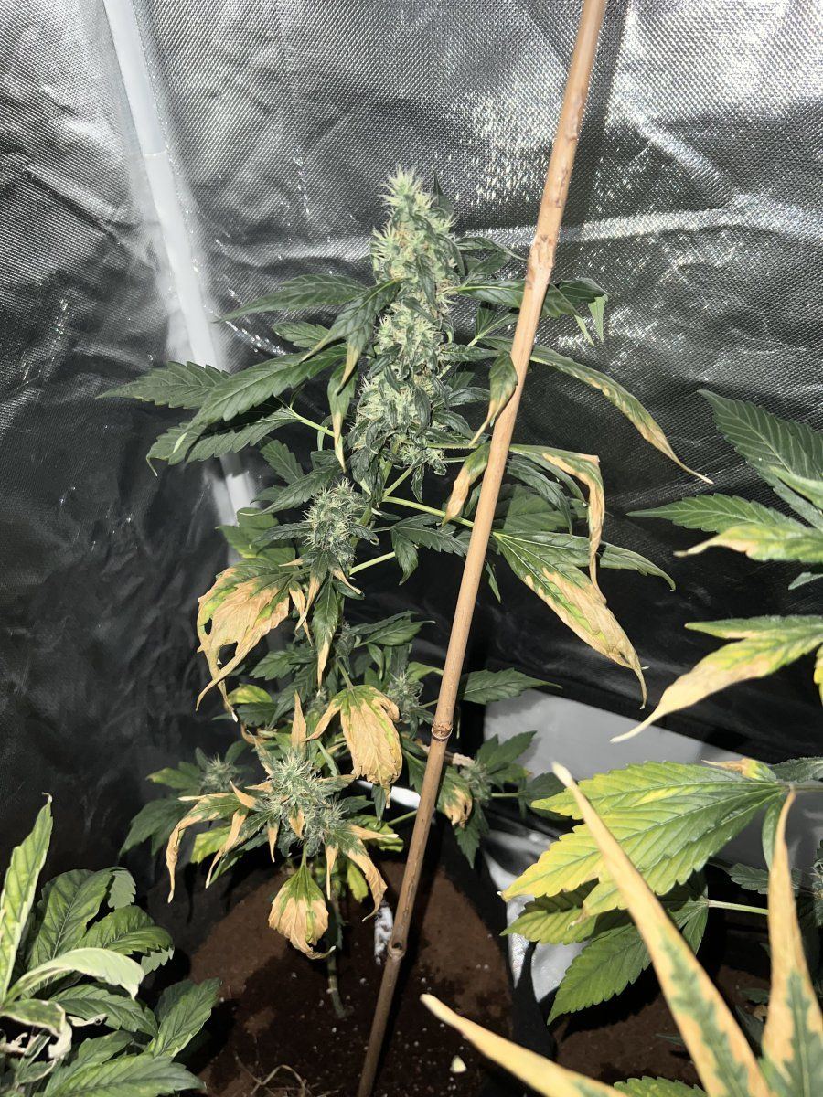 New grower help during flowering stage 3