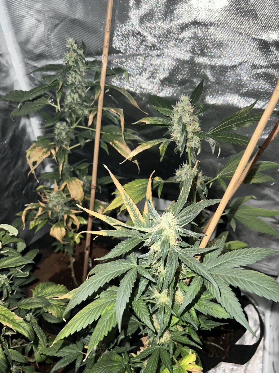 New grower help during flowering stage