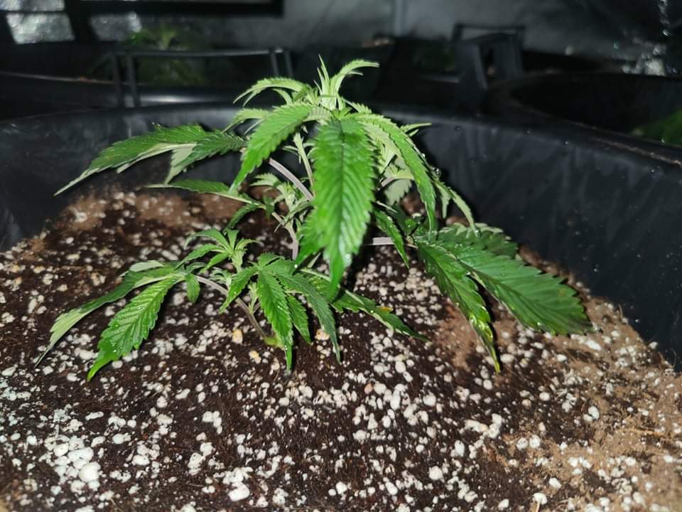 New grower here 2