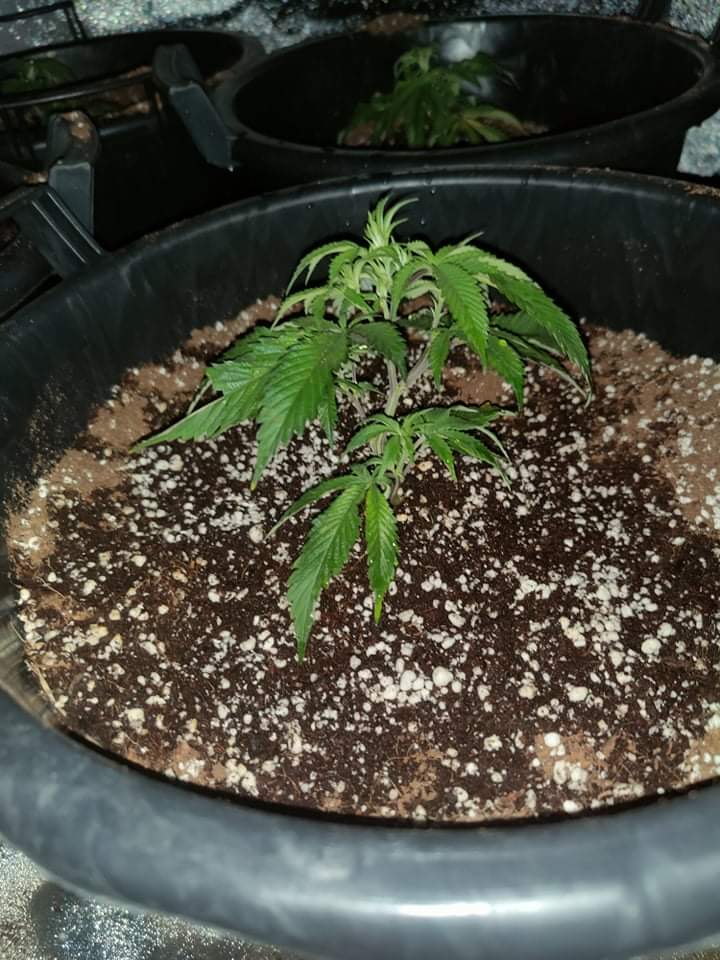New grower here 3