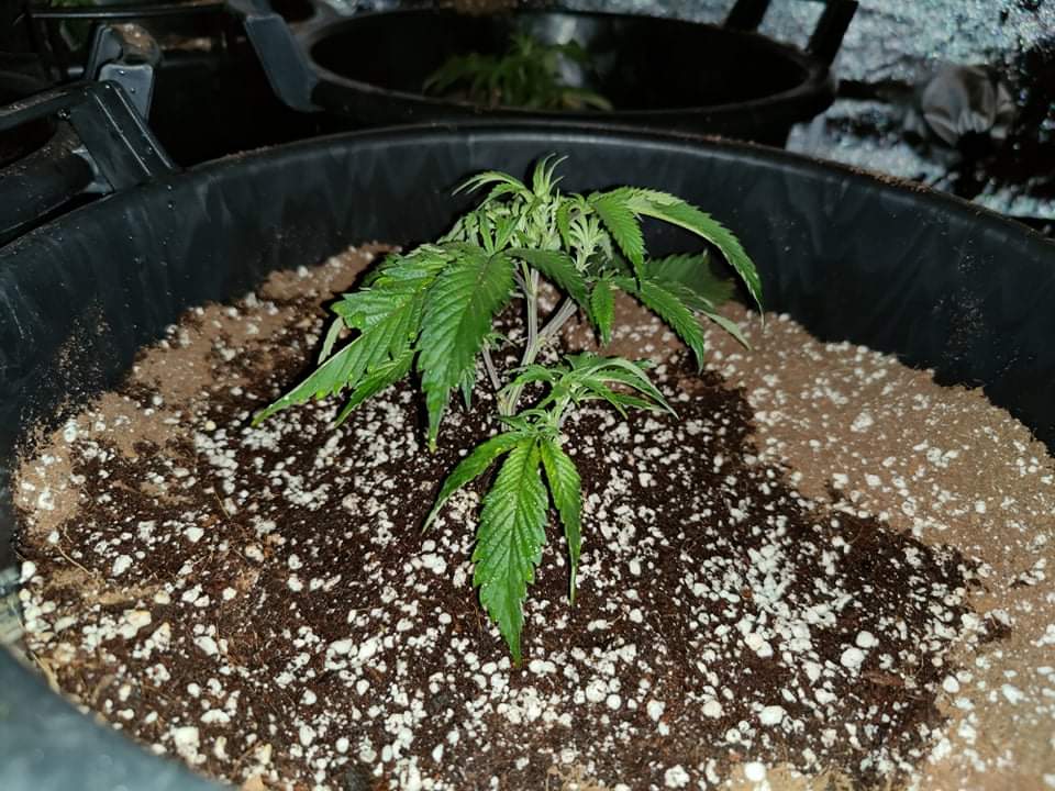 New grower here 4