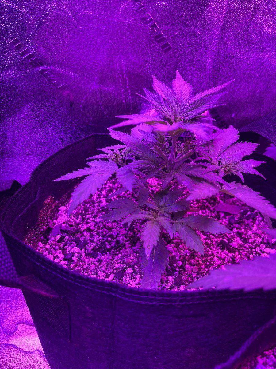 New grower here need thoughts on this plant for 23 days since sprout 10