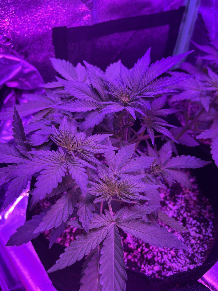 New grower here need thoughts on this plant for 23 days since sprout 12