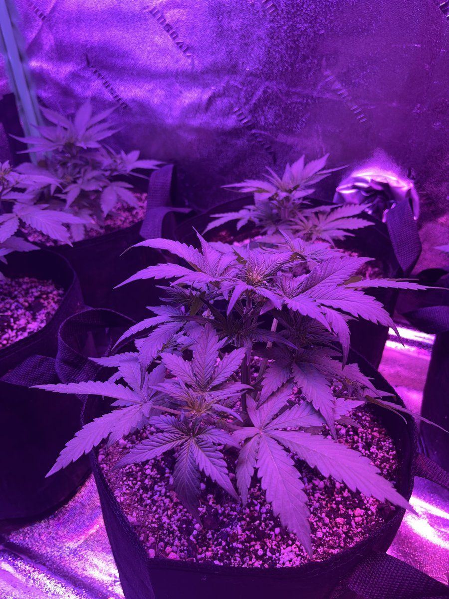 New grower here need thoughts on this plant for 23 days since sprout 13
