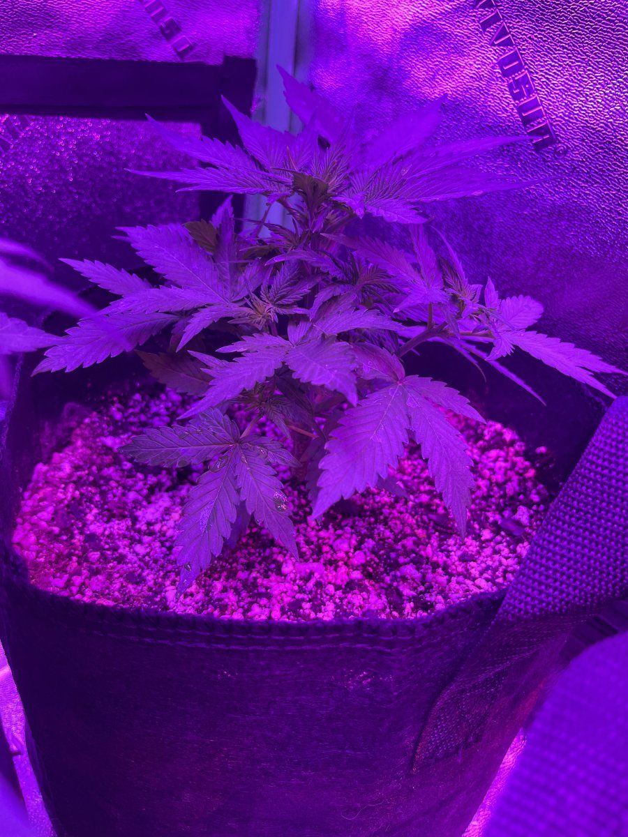 New grower here need thoughts on this plant for 23 days since sprout 14