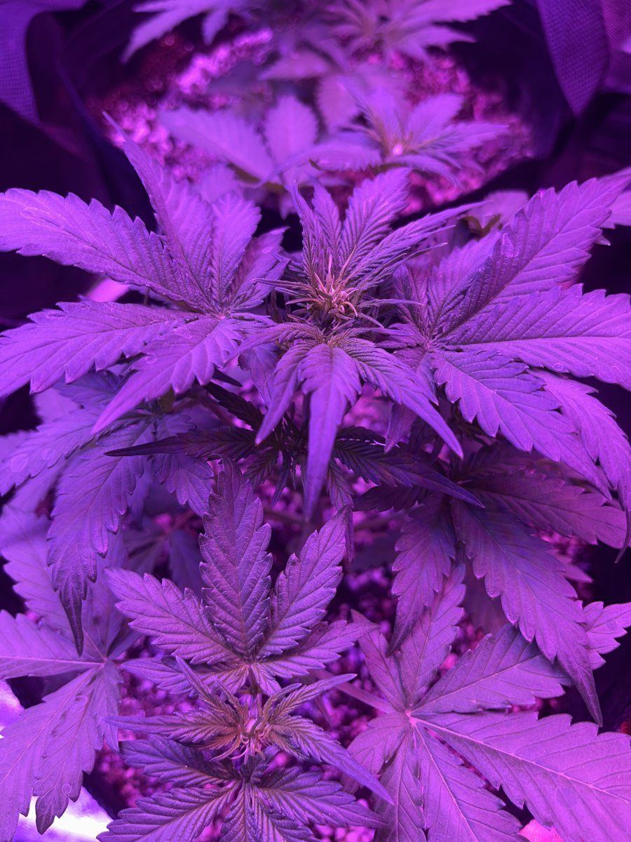 New grower here need thoughts on this plant for 23 days since sprout 15