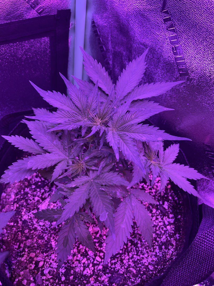 New grower here need thoughts on this plant for 23 days since sprout 16